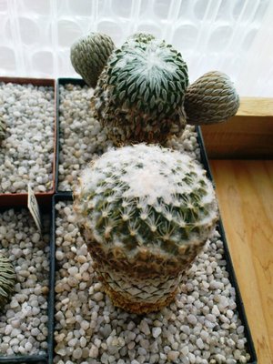 Ariocarpus 013.JPG