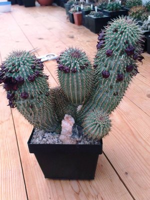 Ariocarpus 026.JPG