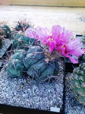 Ariocarpus 069.JPG