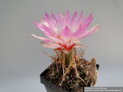 Thelocactus bicolor v. texensis 2010 Juli4 009_klein.jpg