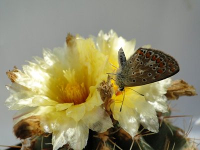 Thelocactus ehrenbergii 2010 Juli31 035.jpg