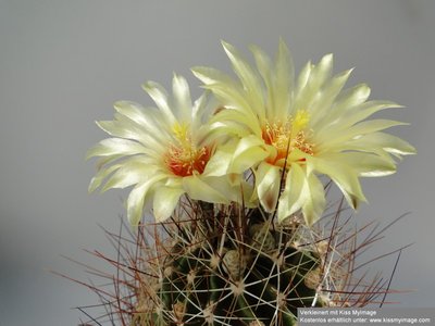 Thelocactus setispinus 2010 Juli8 005_klein.jpg