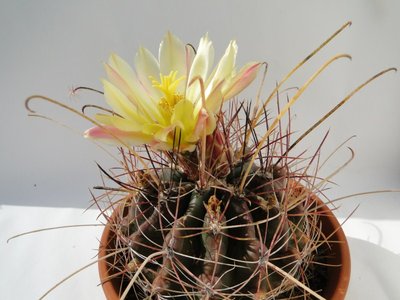 Thelocactus hamatacanthus 2010 August13 009.jpg