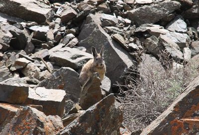 Vizcacha.jpg