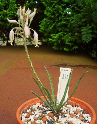 Aloe 2007-30 (1).jpg