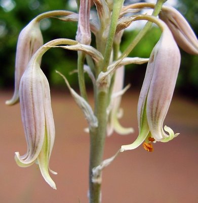 Aloe 2007-30 (9).jpg