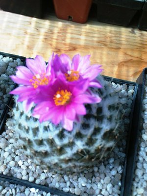 Ariocarpus 055.JPG