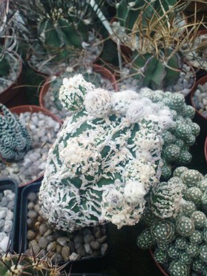 Copiapoa 040.JPG