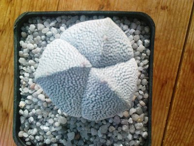 Copiapoa 022.JPG