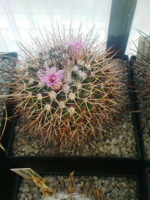 Copiapoa 036.JPG