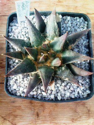 Ariocarpus 087.JPG