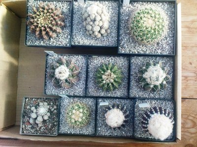 Copiapoa 027.JPG