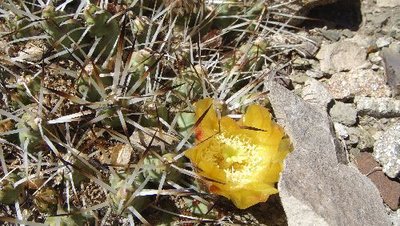 Maihueniopsis.JPG