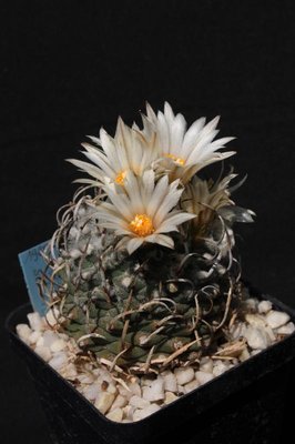 0801_Turbinic_schwarzii_100801_0137.jpg