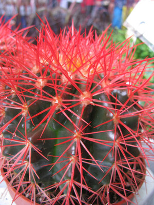 Echinocactus grusonii gefärbt 03.jpg