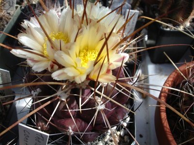 Thelocactus tulensis I 10.05.09 Blüte (600 x 450).jpg