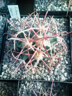 Copiapoa 032.JPG