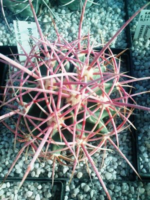 Copiapoa 031.JPG