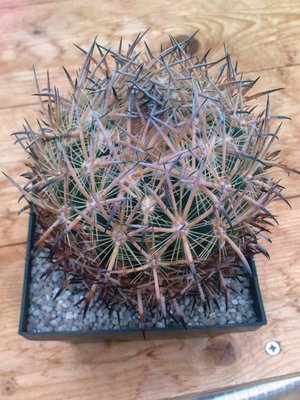 Echinomastus unguispinus var. lauii.JPG