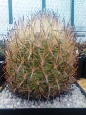 Echinomastus durangensis.JPG