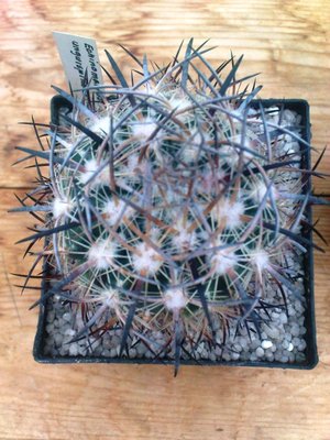 echinomastus unguispinus.JPG