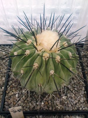 Copiapoa dealbata.JPG