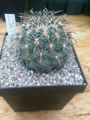 Coryphanta kracikii.JPG