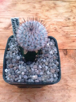 Mammillaria perezdelarosae var. andersonii.JPG