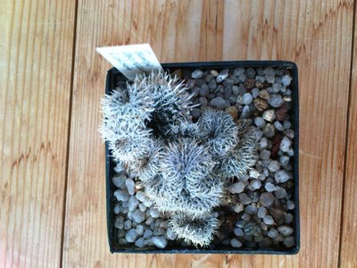 Toumeya papyracantha.JPG