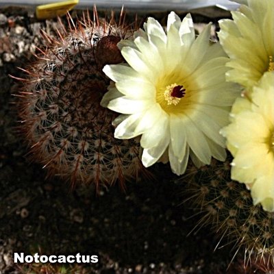 Notocactus 4.jpg