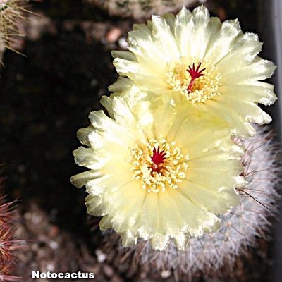 Notocactus 2.jpg