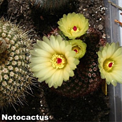 Notocactus 3.jpg