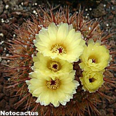 Notocactus 5.jpg