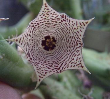 Huernia mccoyi.jpg