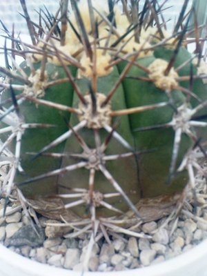 Copiapoa ohne Namen 050.JPG