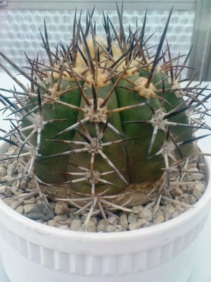 Copiapoa ohne Namen 051.JPG