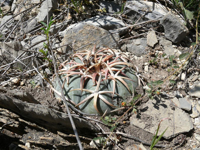 Bei Valle del Rosario, Chihuahua