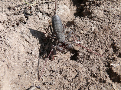 Bei Gomez Farias, Coahuila