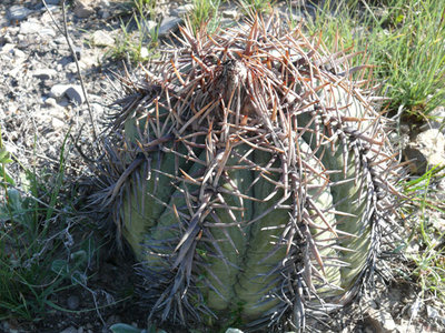 Bei Gomez Farias, Coahuila