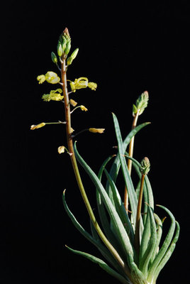 Bulbine spec..jpg