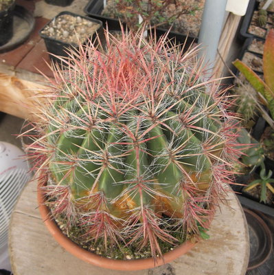 F_pilosus.jpg