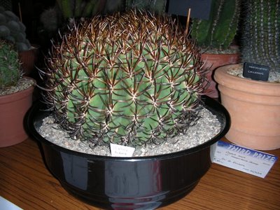 Eriosyce aurata.JPG