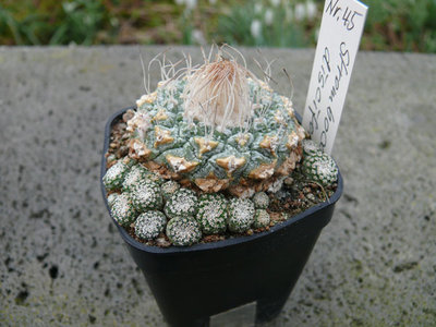 133 P1060285 Strombocactus disciformis.jpg