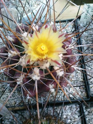 Thelocactus panarottoi.JPG