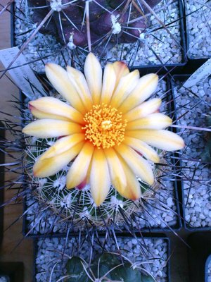 thelo conothelos. var. auran.JPG