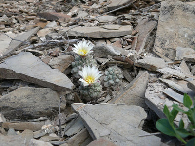 138 P1050200 Strombo disciformis.jpg