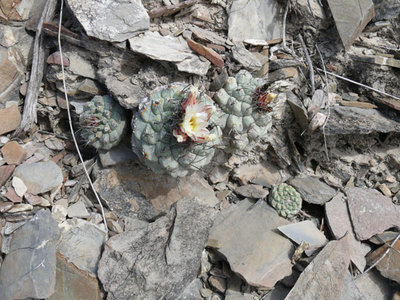 137 P1050194 Strombo disciformis.jpg