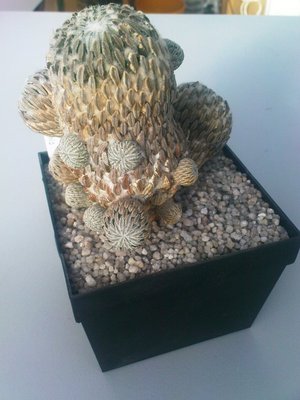 Pelecyphora assell 2.JPG