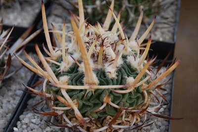 Echinofossulo violaciflora.JPG