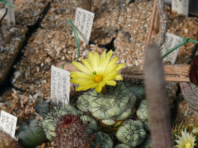 141 P1050375 Ortegocactus macdougalii.jpg